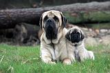 MASTIFF 140